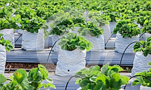 Strawberry farm have bright green leaves. in the garden have more many varieties. tourists visiting and tasting the strawberry