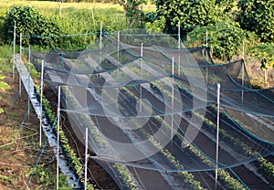 Strawberry farm in the Philippines