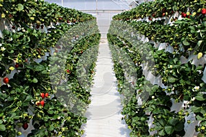 Strawberry farm plantation filled with fruit