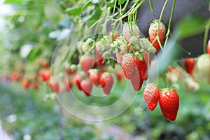 Strawberry farm planting in greenhouse, Fresh organic red berry antioxidant fruit.