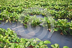 Strawberry farm raw garden sprinkler implant soil with plastic guard protect in clod weather