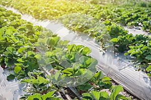 Strawberry farm raw garden sprinkler implant soil with plastic guard protect in clod weather