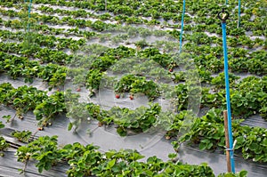 Strawberry farm raw garden sprinkler implant soil with plastic guard protect in clod weather