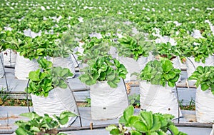 Strawberry farm`s fresh green leaves. Travel and tourist for education strawberry varieties of berries