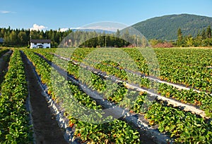 Strawberry farm
