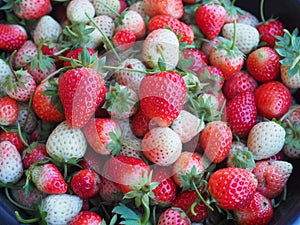 Strawberry Farm,Strawberry fruit hanging from the tree.organic strawberry