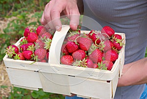 Strawberry farm-V-Northern Germany