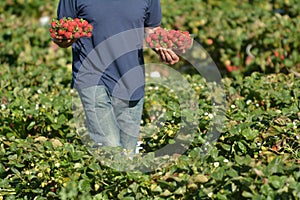 Strawberry Farmer carrying a boxes with fresh strawberries