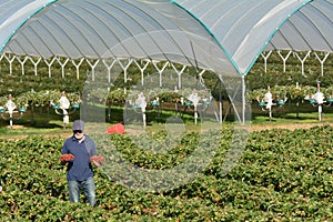 Strawberry farmer carrying boxes with freshly picked strawberries