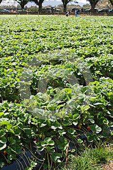 Strawberry farming