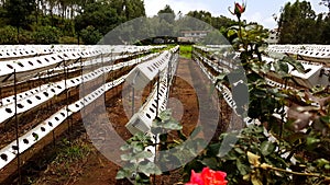 Strawberry farming technique