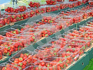 Strawberry fayre photo