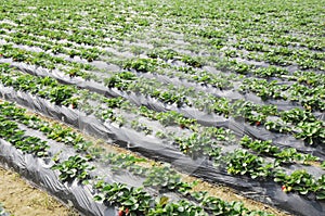 Strawberry field