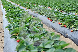 Strawberry field photo