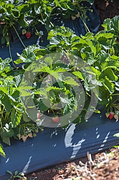 Strawberry field