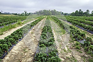 Strawberry field at agritourism farm