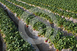 Strawberry Field, Carlsbad California