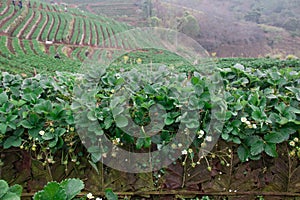 Strawberry field at doi angkhang mountain photo