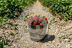 Strawberry field on farm fresh ripe strawberry in bucket next to strawberries bed