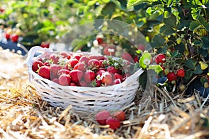 Strawberry field on fruit farm. Berry in basket.