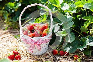 Strawberry field on fruit farm. Berry in basket.