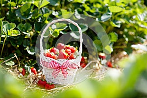 Strawberry field on fruit farm. Berry in basket