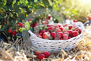 Strawberry field on fruit farm. Berry in basket