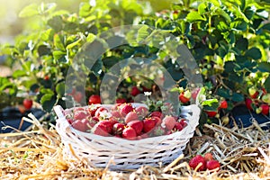 Strawberry field on fruit farm. Berry in basket