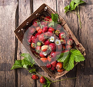 Strawberry field on fruit farm. Fresh ripe organic strawberries in old basket on pick your own berry plantation