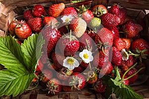 Strawberry field on fruit farm. Fresh ripe organic strawberries in old basket on pick your own berry plantation