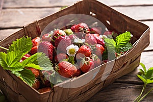 Strawberry field on fruit farm. Fresh ripe organic strawberries in old basket on pick your own berry plantation