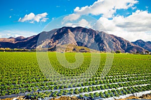 Strawberry Field and Mountains photo