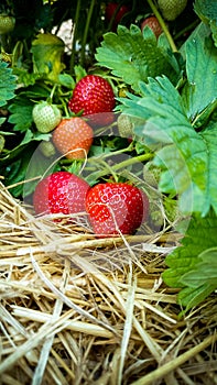 Strawberry Field with Ripe strawberries