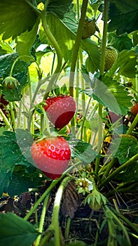 Strawberry Field with Ripe strawberries