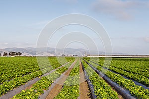 Strawberry Field in Salinas Valley, California