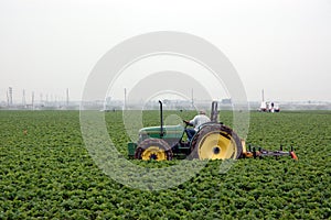 Strawberry field and tractor