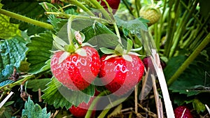 Strawberry Field with two ripe strawberries