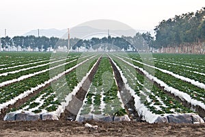 Strawberry Fields