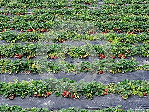 Strawberry fields