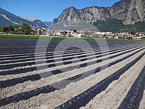 Strawberry fields