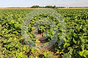 Strawberry fields