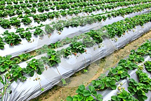 Strawberry Fields of Dahu,Taiwan