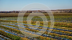 Strawberry fields in the Danubian Plain in autumn