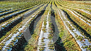 Strawberry fields in the Danubian Plain in autumn