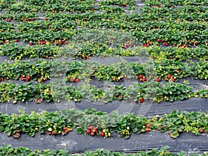 Strawberry fields photo
