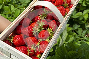 Strawberry fields in Germany, outdoor plantations with ripe sweet red strawberries ready for harvest