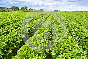 Strawberry fields in Germany, outdoor plantations with ripe sweet red strawberries ready for harvest