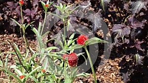 Strawberry Fields Globe Amaranth