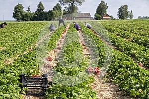 Strawberry fields in Lithuania