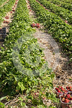 Strawberry fields in Lithuania